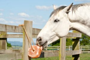 Importance of Salt Lick Blocks for Horses