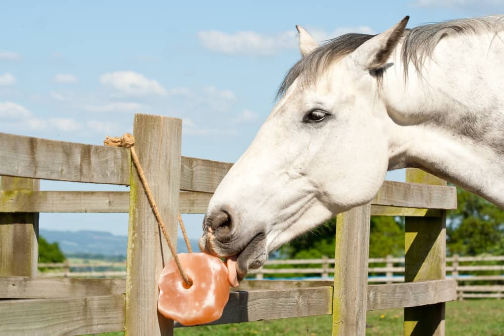 Importance of Salt Lick Blocks for Horses
